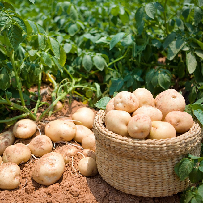 국내산 감자 햇감자, 1박스, 3kg 왕특