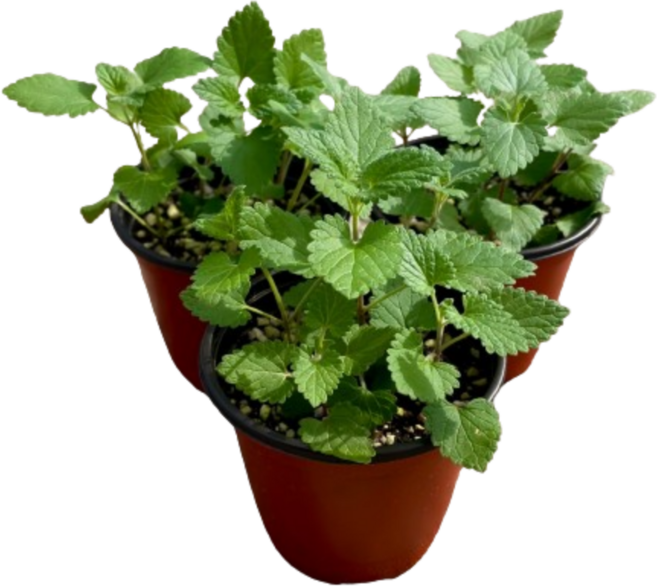 그린이가든 고양이가 좋아하는 국산 생화 마약 캣닢 화분, 1개, 300g, 간식 맛