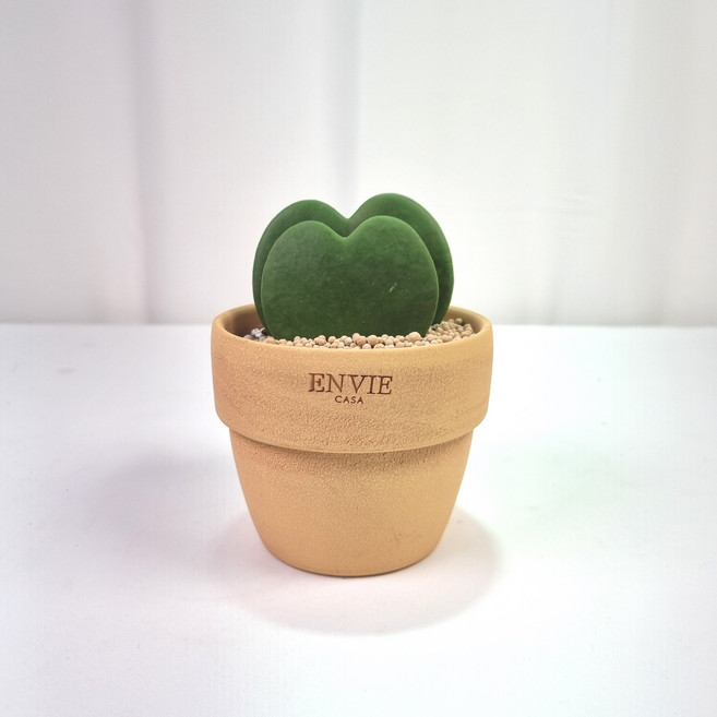 하트선인장 하트호야 호야케리 미니 다육이 공기정화식물 - 침실 공부방 미니화분 어린이집 유치원 학교 인테리어 개업 선물, 베트남 도토리토분 (베이지) - 화분받침 별도, 1개