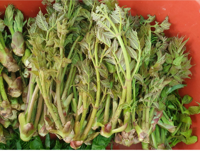 [2주한정] 두릅 장아찌용 산두릅 참두릅 자연산, 1개, 1kg