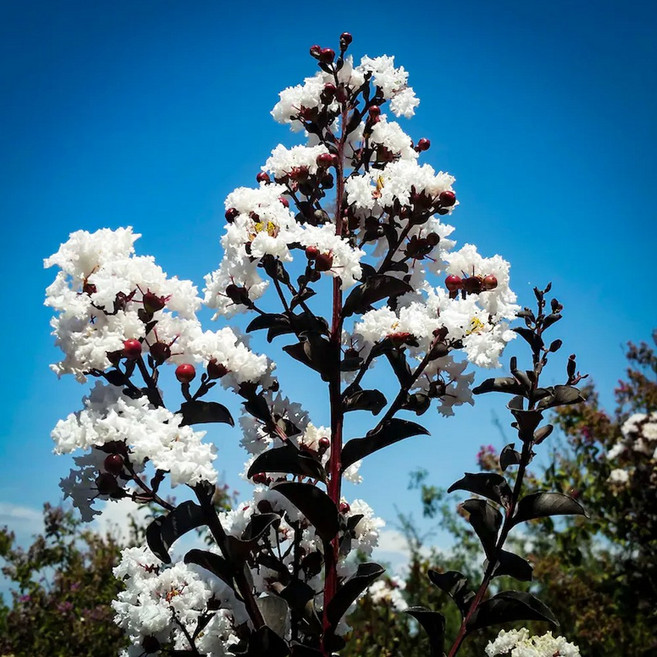 세종식물원 자엽 배롱나무 블랙다이아몬드 흰색 사각화분 배롱나무묘목 백일홍