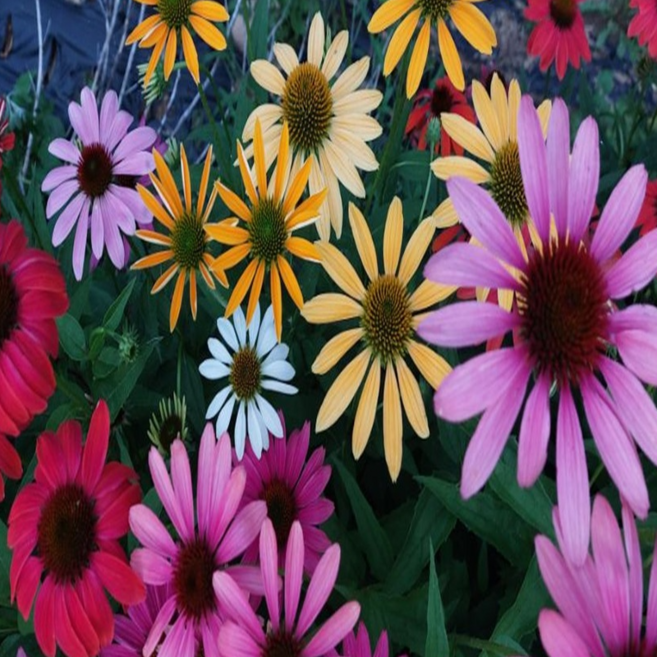 [씨앗편지]에키네시아혼합( 모종4포트 노지월동), 1개