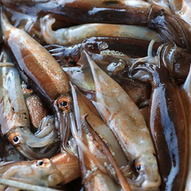 로컬수산 국내산 통오징어 1kg, 1개