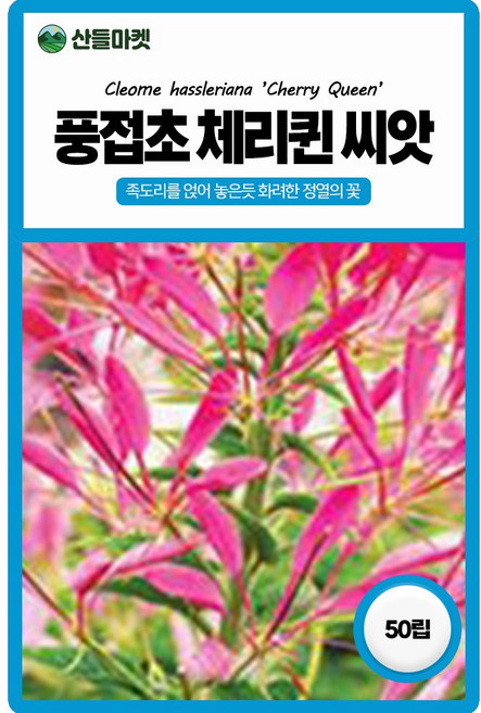 산들마켓 풍접초 체리퀸 꽃씨앗 50립 족도리를 얹어 놓은듯 화려한 일년생 꽃씨 종자, 1개