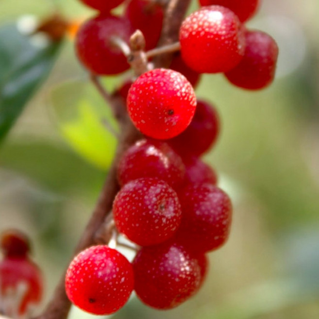 묘목 / 보리수나무 / 왕보리수 개량품종 / 열매가 제일큰 인기종 / 울타리 관상수 조경수, 1개