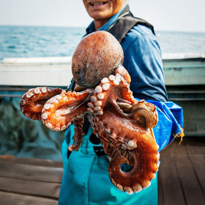 제수용 자연산 통영 활 돌문어 당일바리 최상품, 1개, (일반용) 활 돌문어1kg (1-6미)