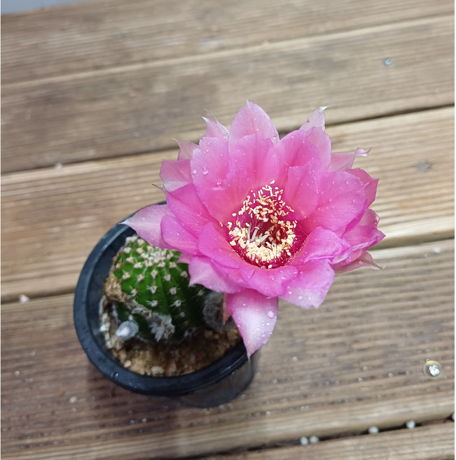 행복한꽃순이//꽃송이가큰로비비아선인장