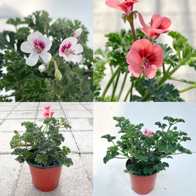 랜디제라늄 신품종랜디제라늄 2개세트, 2개