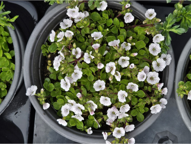 이끼용담 노지월동 고산식물 야생화 모종 9cm, 10개