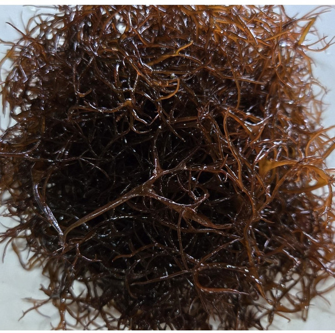 완도 자연산 세모가사리 100g 해초 샐러드 일식 횟집, 1개