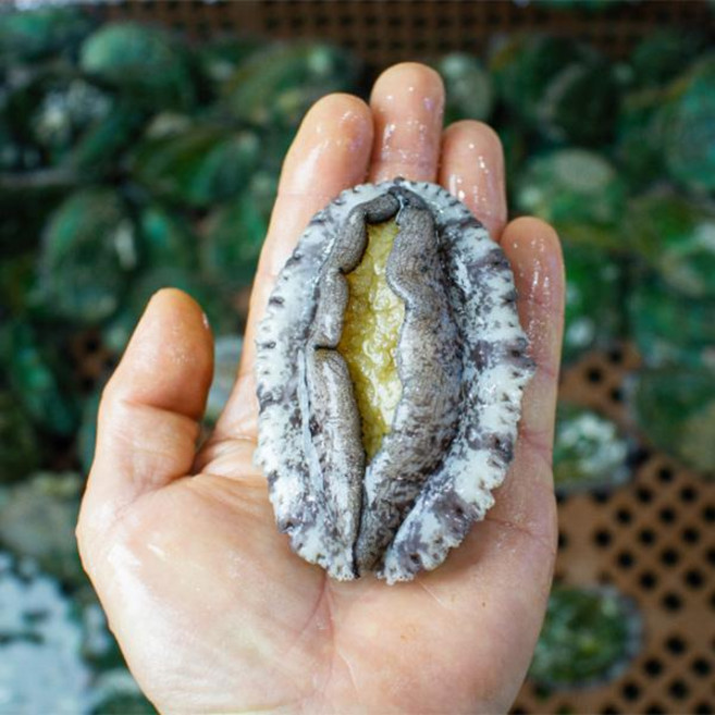 지구바다 삼계탕용 완도전복1kg(14~18미내외), 1개