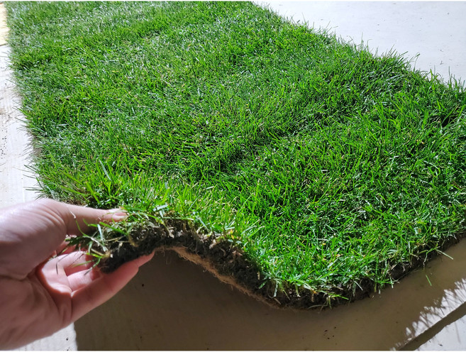 (소망)금잔디떼장(1제곱미터)1헤베 산소용 정원용, 1개