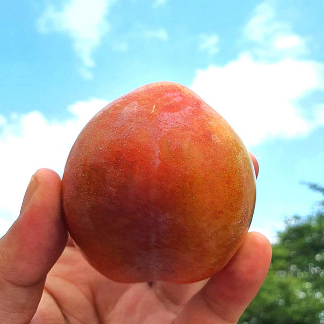 김천 당도선별 후무사자두 추희 왕자두, 1개, 1kg (대과) 10과내외