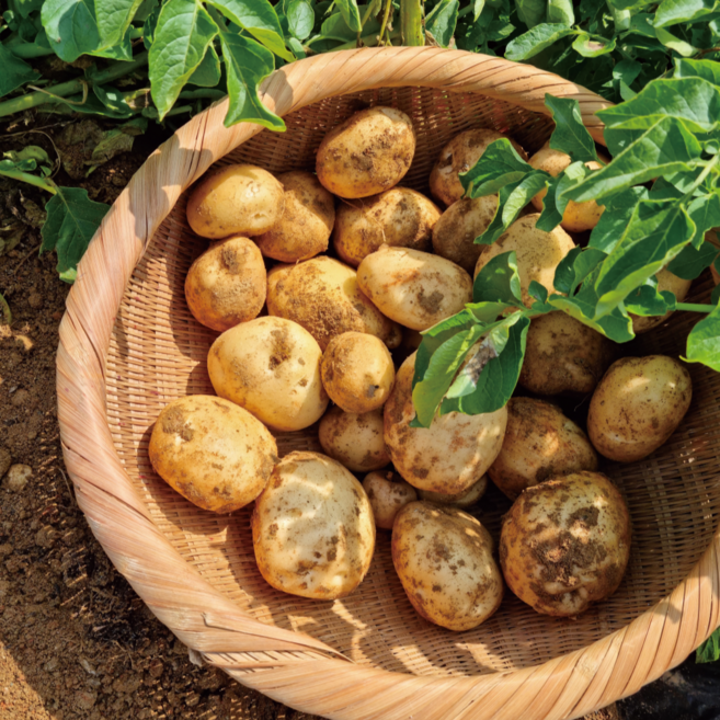 [싱싱다모아] 김제 광활 하우스 햇감자 포슬포슬 맛있는 수미 감자, 1박스, 감자 (중) 10kg