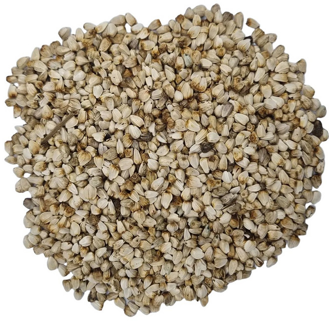 엄선한 홍화씨(10kg)-국내, 10kg, 1개