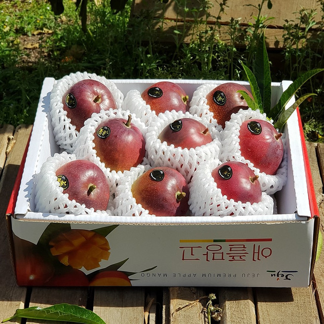 [제주산지직송] 애플망고 3kg(8-10수 선물용) 소확행 제주의 특별한 맛과 향 박스무게포함, 1박스, 3kg(선물용)박스무게포함
