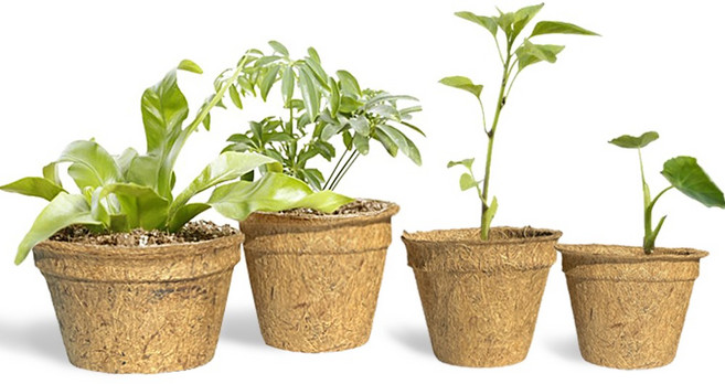 코코넛 야자화분 0.4L 0.5L 0.6L 1L