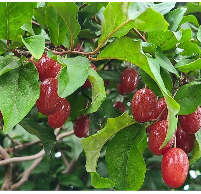 광일농원 보리수나무 2주 묶음 묘목 2년생 특묘 유실수, 2개, 보리수