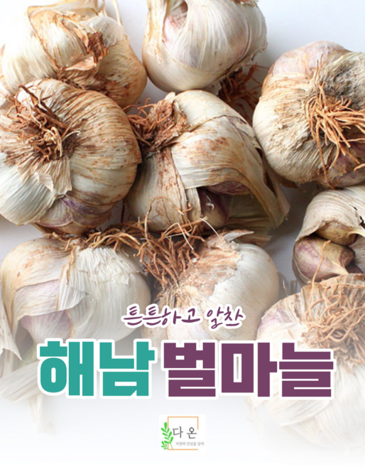 [산지직송] 해남 해풍맞은 햇마늘 통마늘, 1개, 남도마늘 반접 (중)