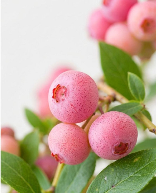 핑크레모네이드 딸기맛 블루베리나무묘목 제니오숲, 56x166, 핑크 블루베리 묘목 1세트