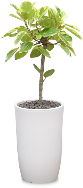 식물임당(화분받침+리본증정+당일배송) 전국 택배발송 공기정화식물 개업 축하화분 중형, 1개, 09. 뱅갈고무나무