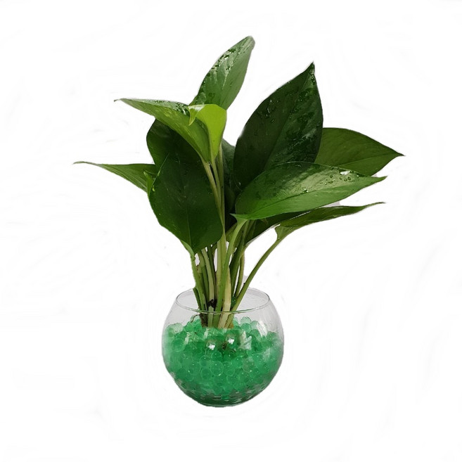 트리앤 젤리소일 1+1 푸딩병 개운죽 / 테이블야자 스킨답서스 아이비식물 워터비즈 답례품 공기정화식물 실내습도조절 유리병 칼라소일 칼라스톤 칼라자갈 색돌 수경식물, 07-7. 단지병 젤리 스킨(초록) 1개