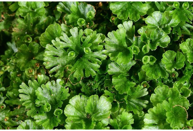 苔鑽 團扇蕨「片裝3*3cm」觀葉植物 療癒蕨品 微景觀盆栽, 1個