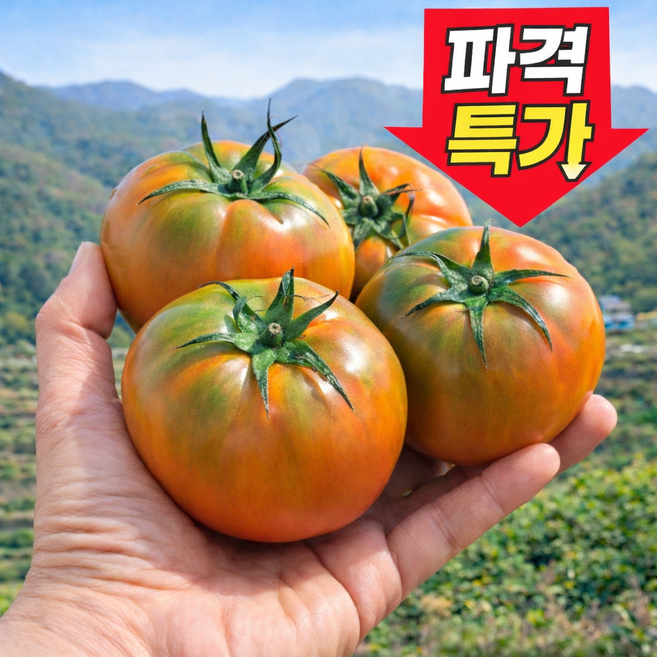 [한정특가100박스] 산지직송 재구매율1위 짭짤이 대저토마토, 1박스, 2.5kg(S-3S)