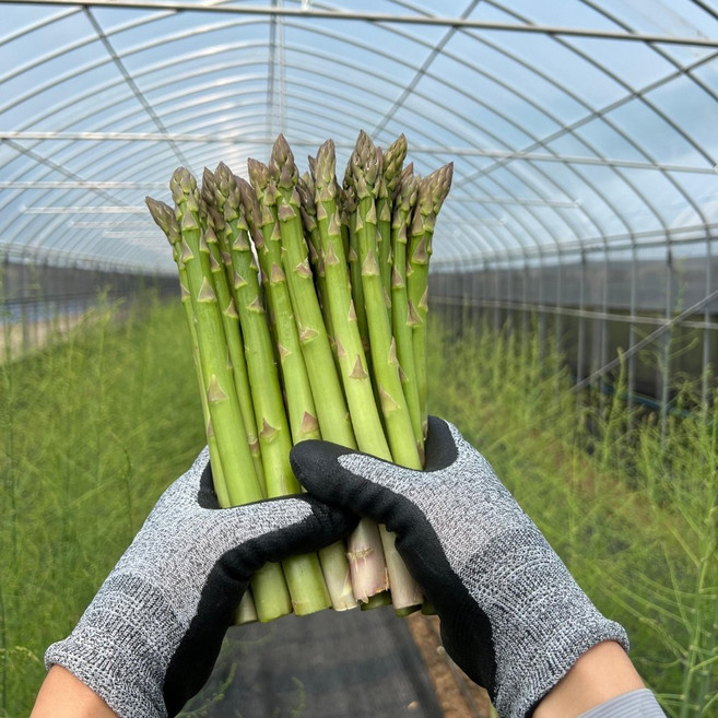 농랑부랑 26년 국산 양구 싱싱한 강원도 아스파라거스 1kg 생아스파라거스, 1개