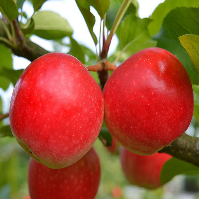 [아침과일향기] 청송사과 고당도 꿀사과 산지직송 가정용A급 선별보장사과, 1박스, 10KG(가정용A급 대과)
