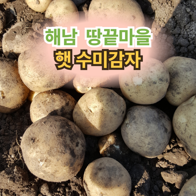 해남 햇 수미감자 해남 땅끝 감자 국내산 감자, 1개, 특2호 10kg (요리/찜용)
