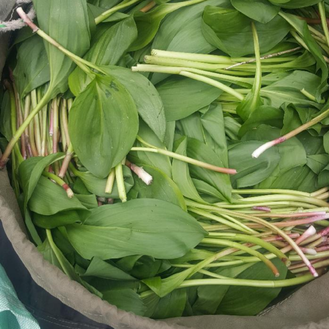 [울릉도산지직송] 100% 자연산 울릉도 명이나물 산마늘 생채, 1박스, 1kg