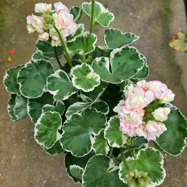 안녕두구동 애플블라썸 화이트링제라늄 1+1 제라늄