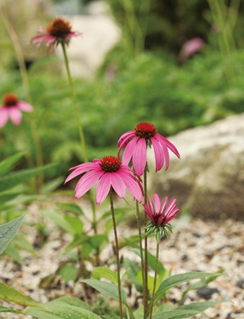 에키네시아 모종3치10포트/ 꽃피는산골, 1개