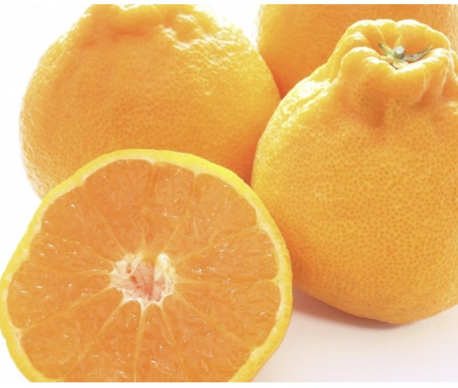 감귤계귀족 달콤청량 제주 한라봉 가정용/선물용, 1개, 가정용 1.8kg (중대과)