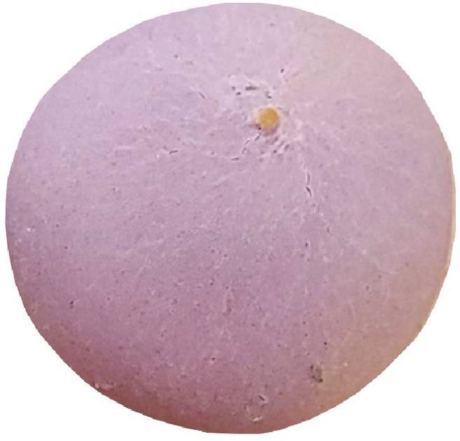 신라명과 쫀득찰고구마빵 냉동생지 2.31kg (77g x 30개), 1개