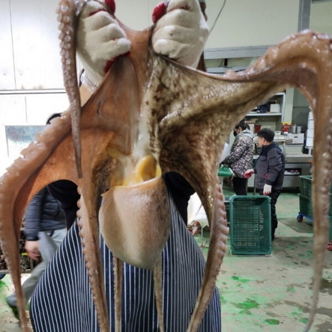 남해 자연산 활 돌문어 3kg 1마리 제수용 문어, 1개