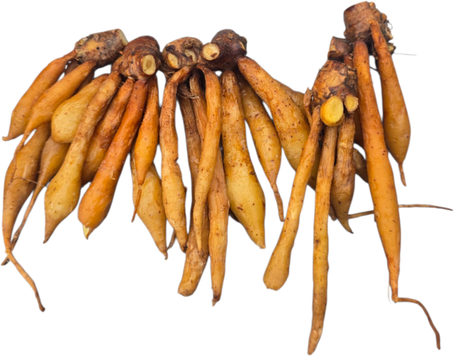 생핑거루트 태국산 갖차이 까차이 100g, 1개