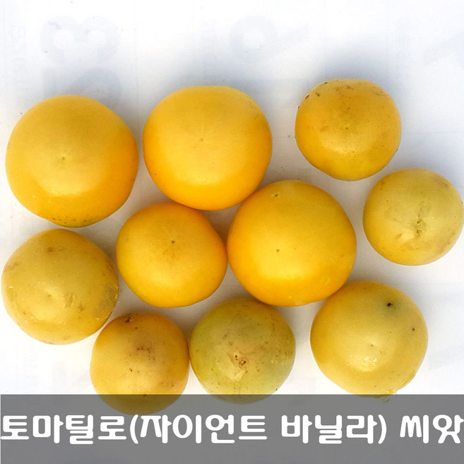 [해피플라워] 멕시칸 요리재료 토마틸로 자이언트 바닐라(Vanilla) 씨앗 1g(약 300립) / 봄 여름 파종 웰빙푸드 종자, 1개