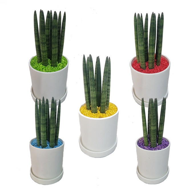 트리앤 스투키20cm7촉이상빈티지 화이트화분/ 칼라스톤 가벼운화분 공기정화식물 미세먼지제거 실내화초 어버이날선물, 05. 화이트.스투키(보라)1개, 1개