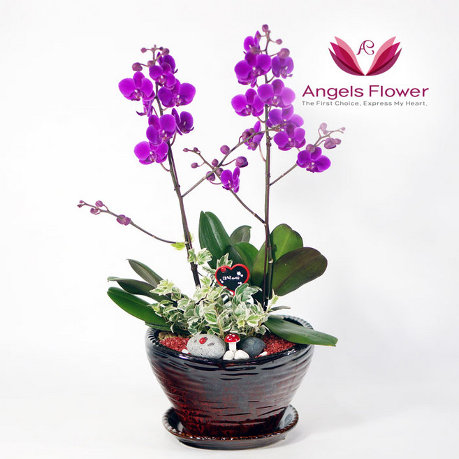 [엔젤스플라워] 만천홍 일반형 서양란 관엽식물 전국 꽃배달서비스 당일배송 예약일배송, 1개