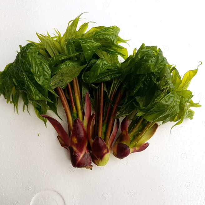 [부자밥상]지리산 엄나무순 산지직송 엄마무순 음나무순 개두릅 1kg, 특상품 엄나무순 1kg, 1개