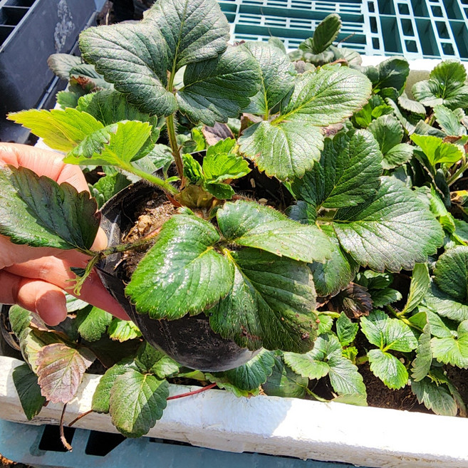 딸기모종(설향), 1개