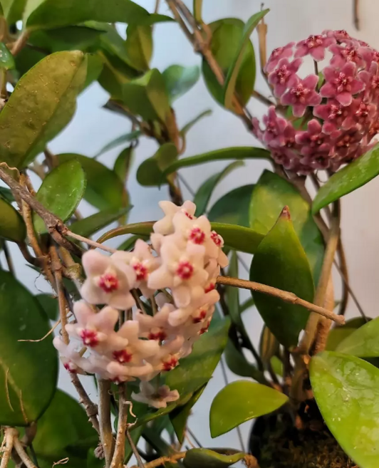 에덴농원 꽃이잘피는호야카노사(수입호야), 1개