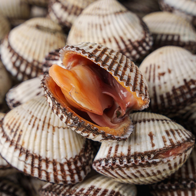 [당일채취] 속이꽉찬 전라도청년 벌교 새꼬막, 1개, 특대10kg