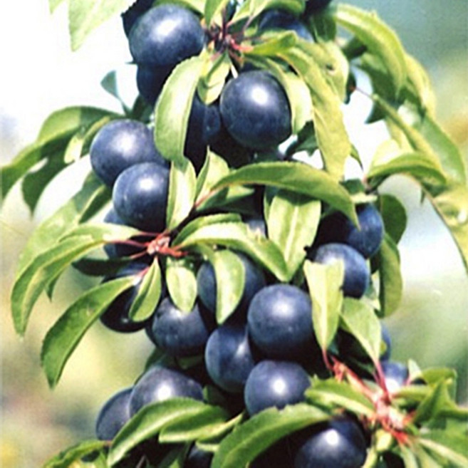 칼슘나무 흑칼슘 묘목 접목1년생 유실수