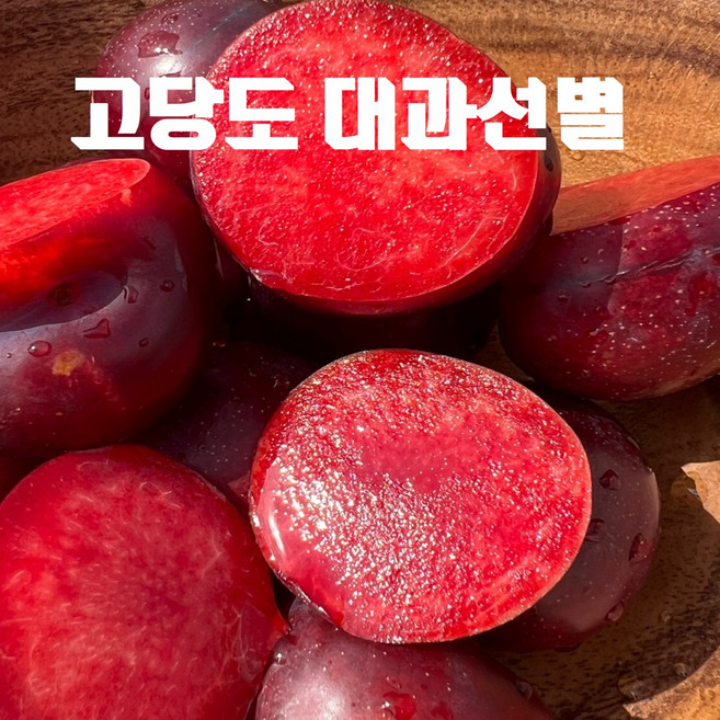 산지언니 (아이스박스배송) 체리 자두 나디아 특 대과, 1박스, 1kg