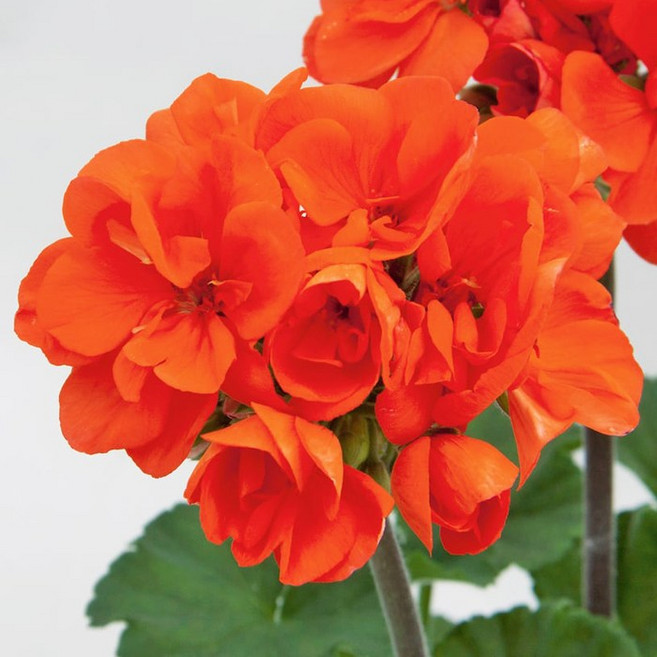 어린모종 제라늄 8cm분 56종, 1개, 조날09 문라이트 귀도