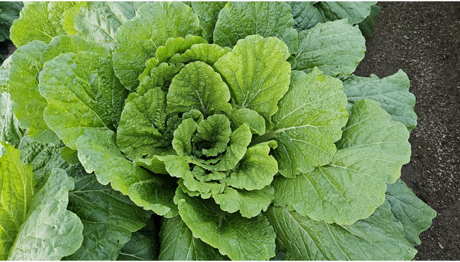 청정 남덕유산 고랭지 절임배추, 1박스, 20kg