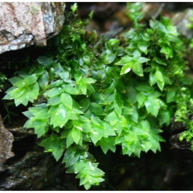 尖葉油苔 片裝苔蘚 半水景生態DIY, 1個